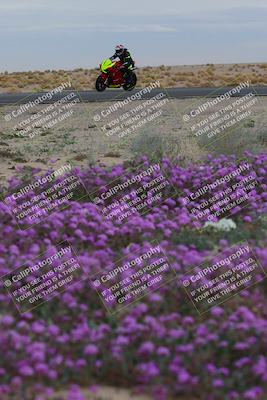 media/Jan-14-2023-SoCal Trackdays (Sat) [[497694156f]]/Turn 14 Exit Bloomig (145pm)/